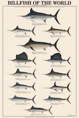 Warmwater Gamefish Poster Identification Chart Artofit