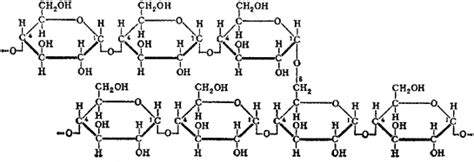 Glycogen granules | Article about glycogen granules by The Free Dictionary