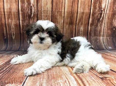 Havanese Shih Tzu Mix Full Grown