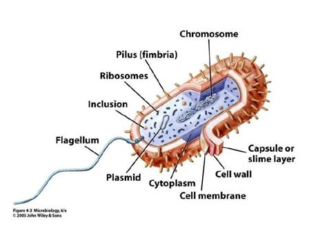 Bacterial Cell