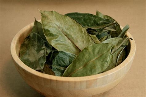 100 Organic Dried Soursop Leaves Guanabana Graviola From Ceylon Annona Muricata Leaves Hand