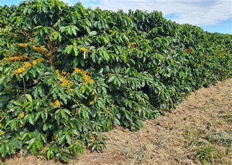 Café chuvas favorecem lavouras de arábica e robusta