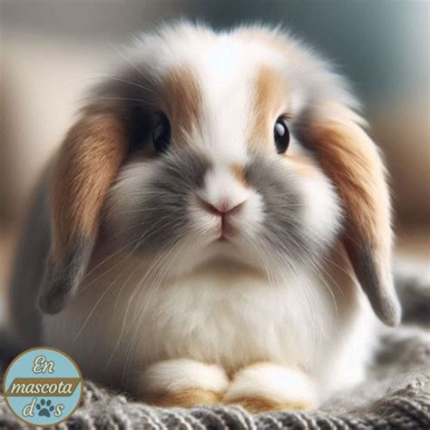 Conejo Mini Lop C Mo Proporcionar El Mejor Cuidado Y Amor