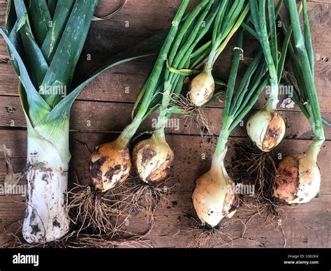 Onion Homegrown Hi Res Stock Photography And Images Alamy