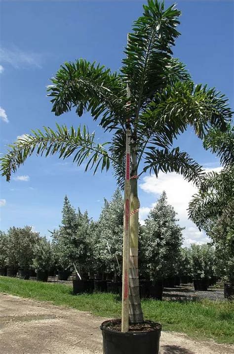 Foxtail Palm Triple Tree Nurseryland