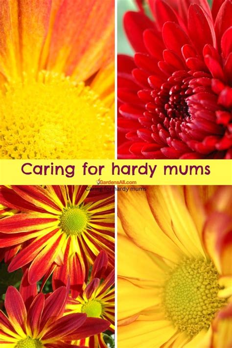 How to Care for Hardy Mums - GardensAll