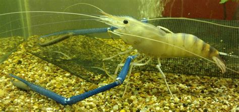 KT Prawns Provides Live Juvenile Freshwater Prawns For Aquaponics