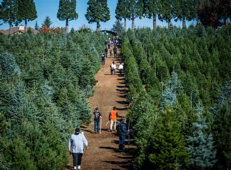 These 9 Apple Hill farms have Christmas trees starting at $95. Here’s ...