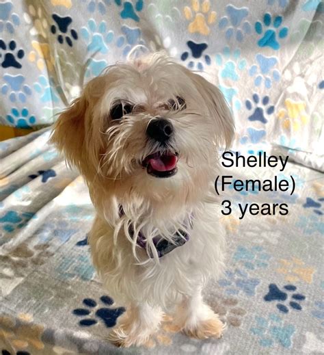 Adopt Shelley Today Find Paw Pal