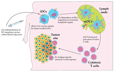 Cancers Free Full Text Dendritic Cells In Anticancer Vaccination