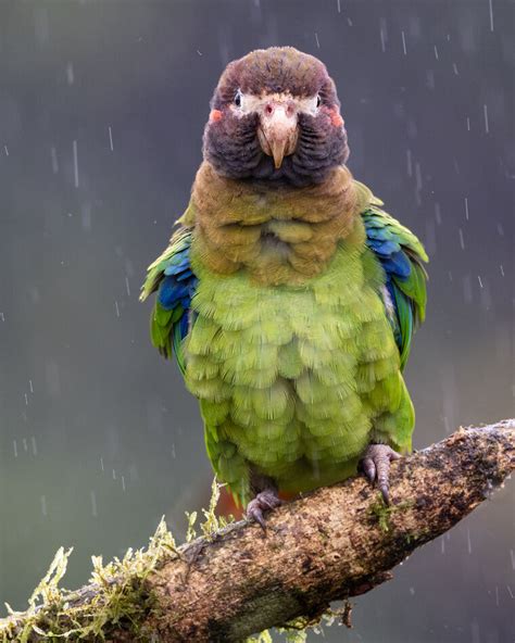 Loved The Rain Birds I Really Enjoyed The Birds In The Rain In Costa Rica