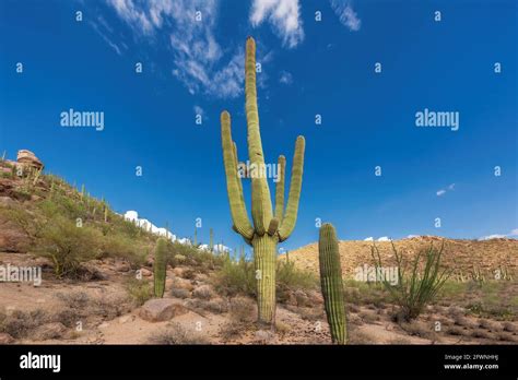 Saguaro Cactus Palo Verde Tree Hi Res Stock Photography And Images Alamy