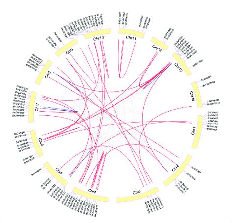 Schematic Representations For The Chromosomal Distribution And