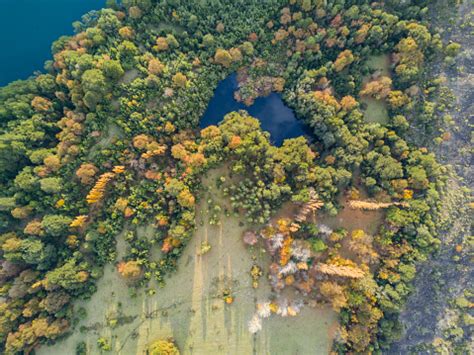 pemandangan  atas  hutan taman nasional conguillio  chili