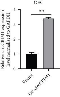 Circcrim Promotes Maecs Proliferative Migratory And Tube Formative