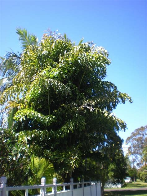 A Beginners Guide To Fishtail Palm Tree Care Caryota Genus Palms