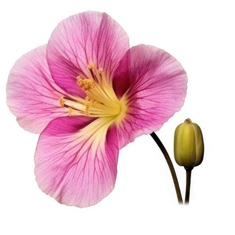 Premium Photo A Pink Flower With Yellow Stamens On It