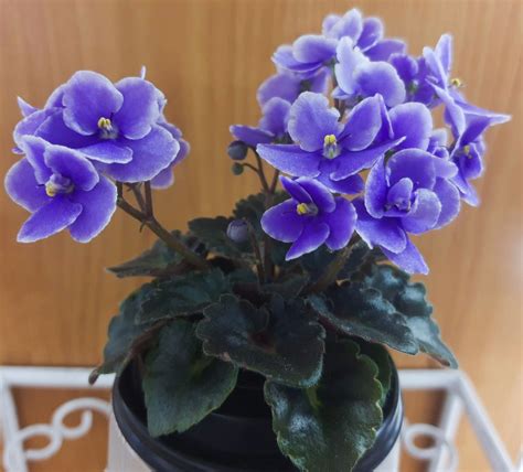 Honey Blue Angel - Africké fialky-Saintpaulia-African Violets