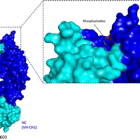 Hapten Binding Bsabs For Targeted Payload Delivery A Dig Coupled