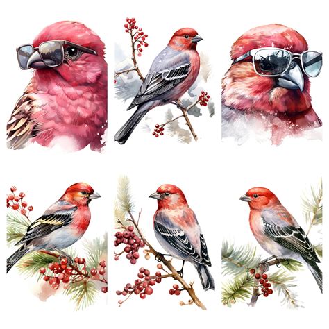 Watercolor Pine Grosbeaks Clipart Png Digital Files On Etsy