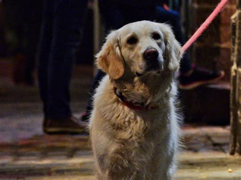 Le Havre Un Chien Retrouv Mort Abandonn Dans Un Appartement