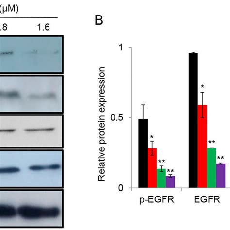 A Western Blotting Analysis Of The Expression Of Egfr P Egfr Src