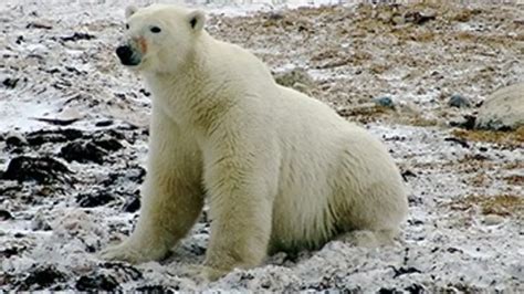 L ours polaire une espèce menacée Documentaire où regarder TV