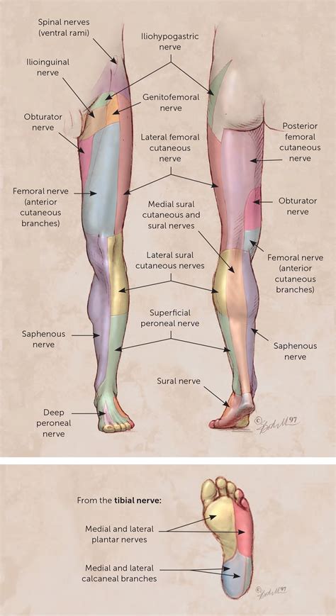 Nerve Blocks Part Ii Lower Extremity Aafp Dermatomes Chart And Map Sexiz Pix