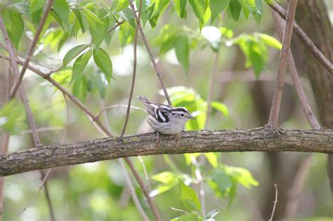 Digital Photography - Black and White Warbler