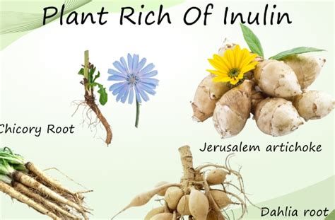 Inulin Nutrition Facts - Scigroundbio