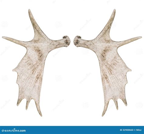 Elk Moose Antlers Stock Photo - Image: 32900660