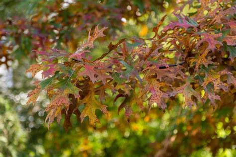 Quercus Shumardii Shumard Oak