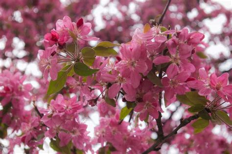 The Purple Prince Crabapple Tree Minneopa Orchards