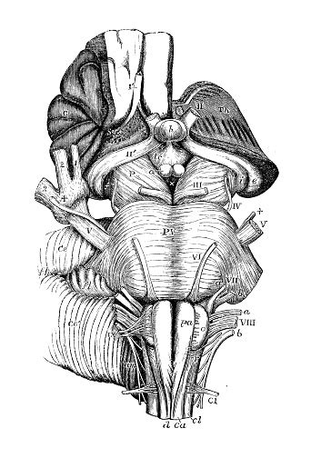 Antique Illustration Of Human Body Anatomy Nervous System Pons Varolii ...