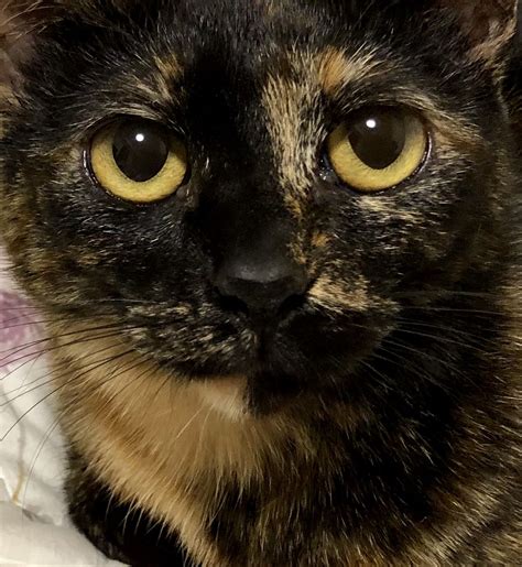 Cute Tortie 可愛い猫 にゃんこ 可愛い犬