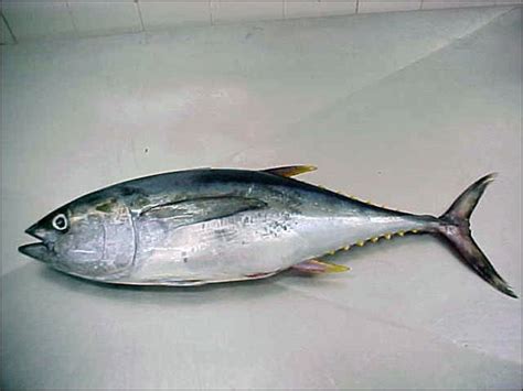 Gambar Kartun Ikan Tuna - Logo, Tuna, Memancing gambar png : 30 koleksi ...