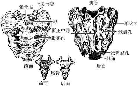 四骶骨的解剖 外科学 医学