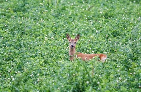 Hirsch Kitz Rothirsch Kostenloses Foto Auf Pixabay