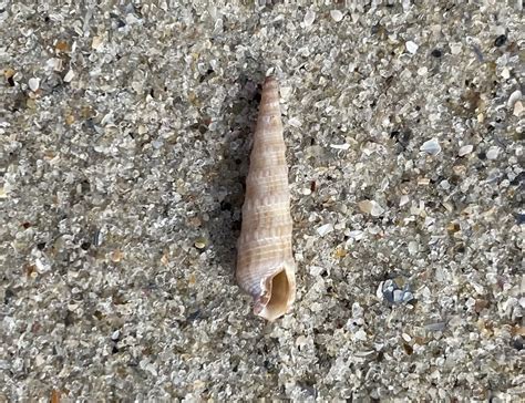 Neoterebra Concava North Carolina Marine Molluscs · Inaturalist