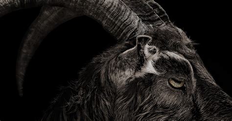 Black Phillip the Goat is Back in 'It Comes at Night’