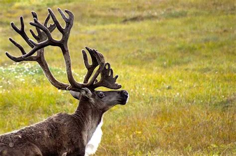 50 Interesting Reindeer Facts