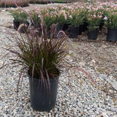 Red Fountain Grass | Star Nursery Garden and Rock Centers