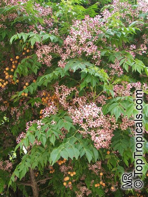 Melia Azedarach Bead Tree Chinaberry Tree