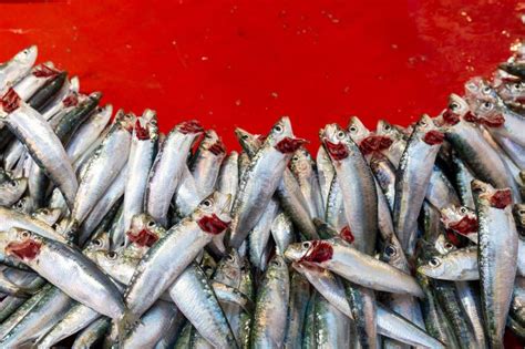 Fresh Sardine Fish On The Market Stock Photo Image Of Fishing Nature