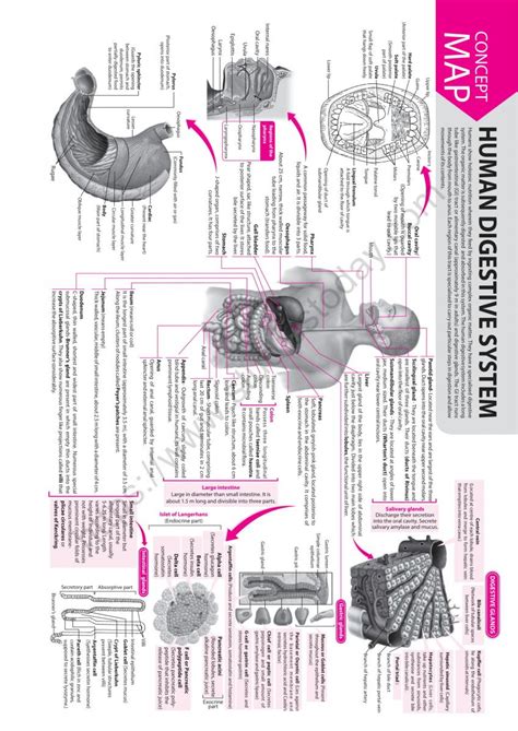 Neet Biology Human Digestive System Concept Map Artofit