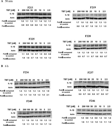 Effects Of Exposures To Tbt On Il Synthesis In Monocyte Depleted