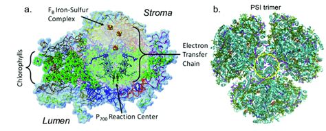 1. a. Schematic representation of the structure of Photosystem I ...