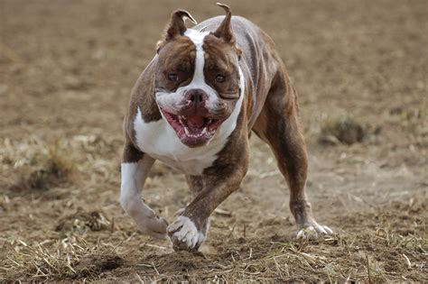 Pitbull Dog