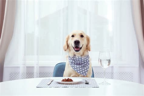 Putting The ‘human In Pet Product Humanization Pet Food Processing