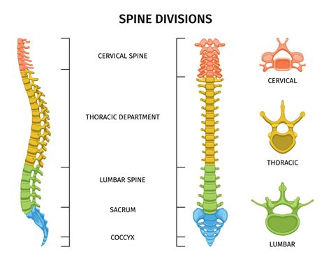 anatomy spine divisions composition  vector art  vecteezy